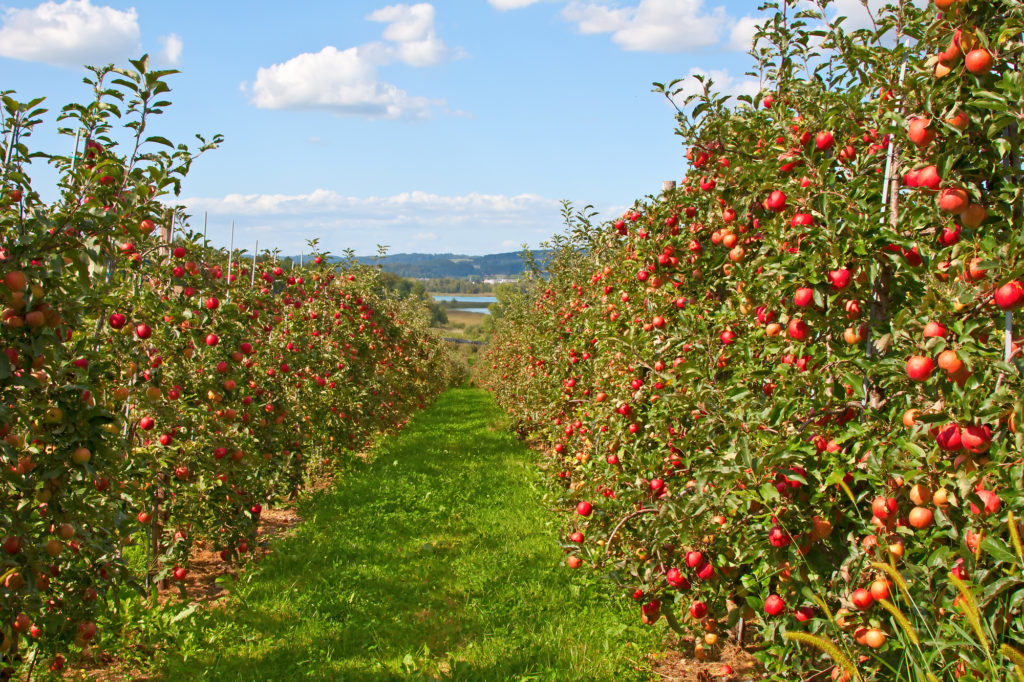 Wenatchee Apple Orchard