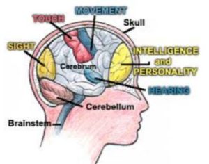 image of brain centers